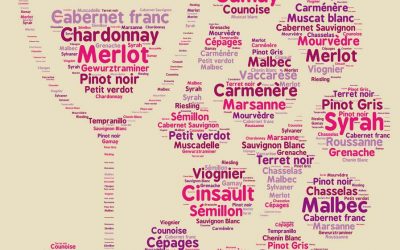 Les cépages les plus connus de Bordeaux : Exploration des vins emblématiques de la région